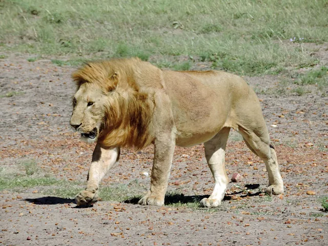Lejonhane