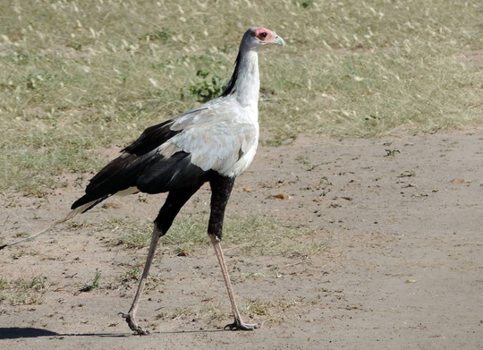 Sekreterarfågel i Masai Mara