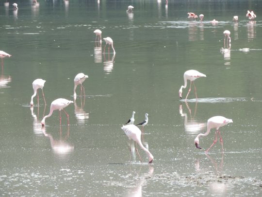 Flamingo och styltlöpare i Lake Nakuru