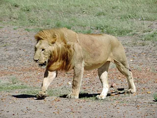 Lejonhane